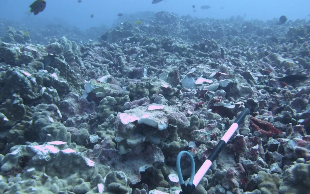 Anchor and chain damages 431 coral colonies